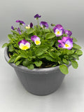 2 x 23cm Viola Patio Barrel  (Spring, Summer, Autumn)