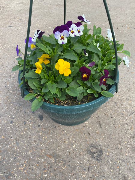 Mixed Viola Hanging Pot (Autumn, Winter, Spring) * London & Southeast England Delivery* (Woodlarks Delivery)