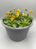 2 x 23cm Viola Patio Barrel  (Spring, Summer, Autumn)