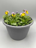 2 x 23cm Viola Patio Barrel  (Spring, Summer, Autumn)
