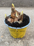 Miniature Daffodil, Tete a Tete, (Autumn, Spring, Bulbs)