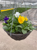 27cm Premium Rattan hanging basket with seasonal Pansy (Summer, Autumn, Spring)