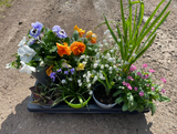 Plant Hero Tray