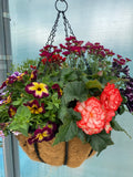 Premium Seasonal Hanging Basket  *LONDON, SOUTH EAST ENGLAND ONLY* (Woodlarks Delivery)