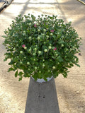 5L Large Garden Chrysanthemum Ball (Summer, Autumn, Perennial) (CLICK PHOTO TO SEE MORE COLOURS)