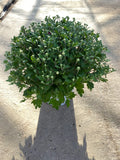 5L Large Garden Chrysanthemum Ball (Summer, Autumn, Perennial) (CLICK PHOTO TO SEE MORE COLOURS)