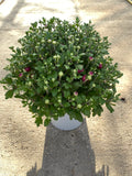 5L Large Garden Chrysanthemum Ball (Summer, Autumn, Perennial) (CLICK PHOTO TO SEE MORE COLOURS)