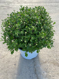 5L Large Garden Chrysanthemum Ball (Summer, Autumn, Perennial) (CLICK PHOTO TO SEE MORE COLOURS)