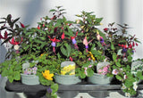 Mixed Spring/Summer Bedding
