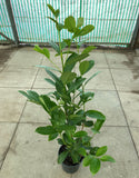 Cherry Laurel 2.5-3.5ft/80-105cm (Hedging)  *LONDON, SOUTH EAST ENGLAND ONLY* (Woodlarks Delivery)