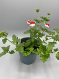 1L Verbena (Summer)