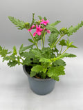 1L Verbena (Summer)