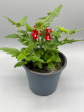 1L Verbena (Summer)