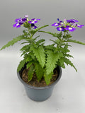 1L Verbena (Summer)