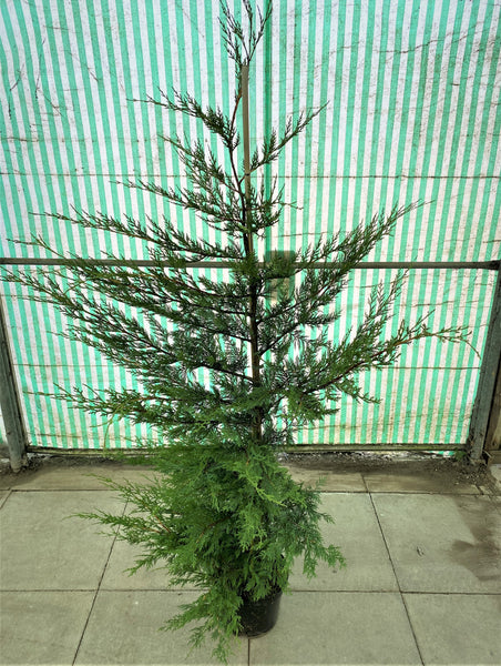 Leylandii Conifer 5-6ft/150-180cm (Hedging)  *LONDON, SOUTH EAST ENGLAND ONLY* (Woodlarks Delivery)
