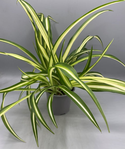 Spider Plant Variegated in 10.5cm Pot
