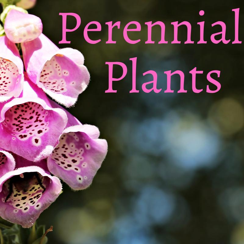 Perennials