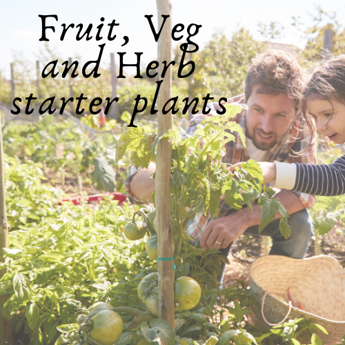 Starter Fruit, Vegetable & Herb Plants