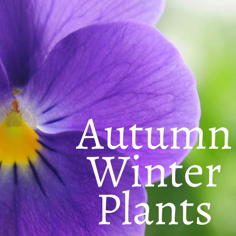 Autumn/Winter Plants