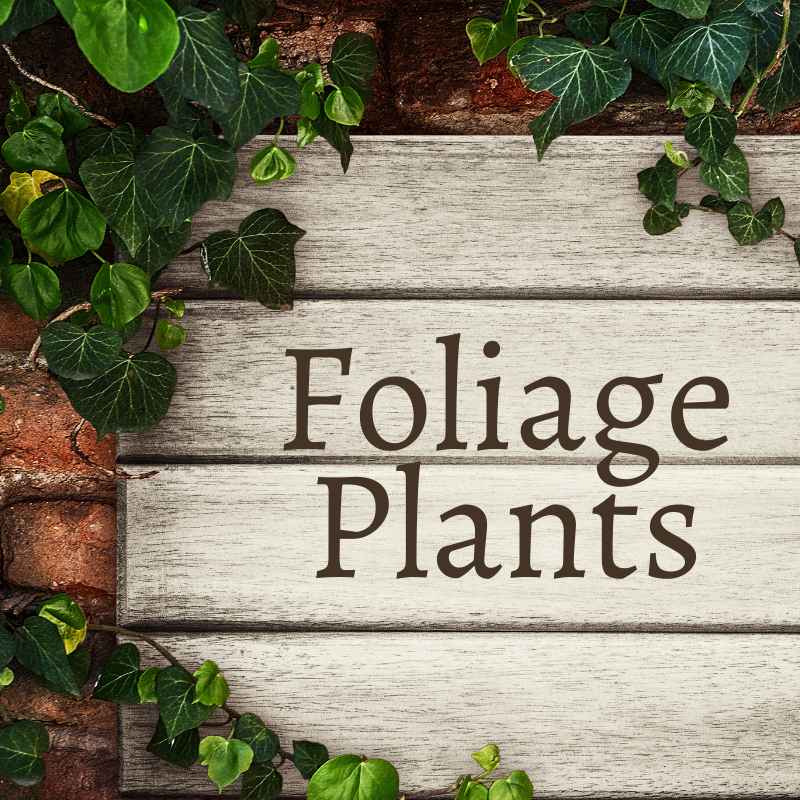 Foliage Plants