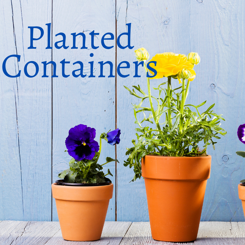 Seasonally Planted Patio Containers