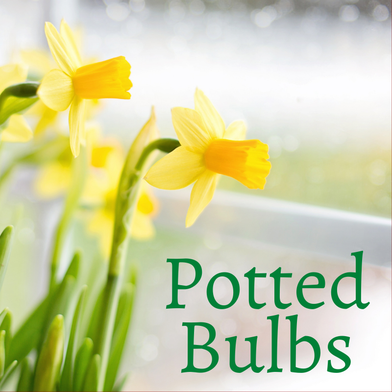 Bulbs