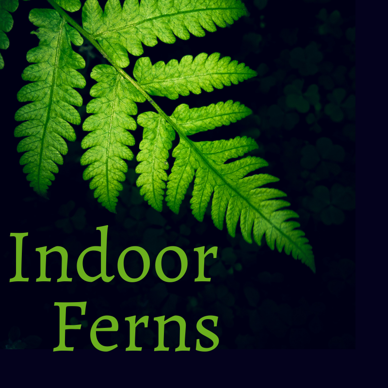 Ferns & Houseplants