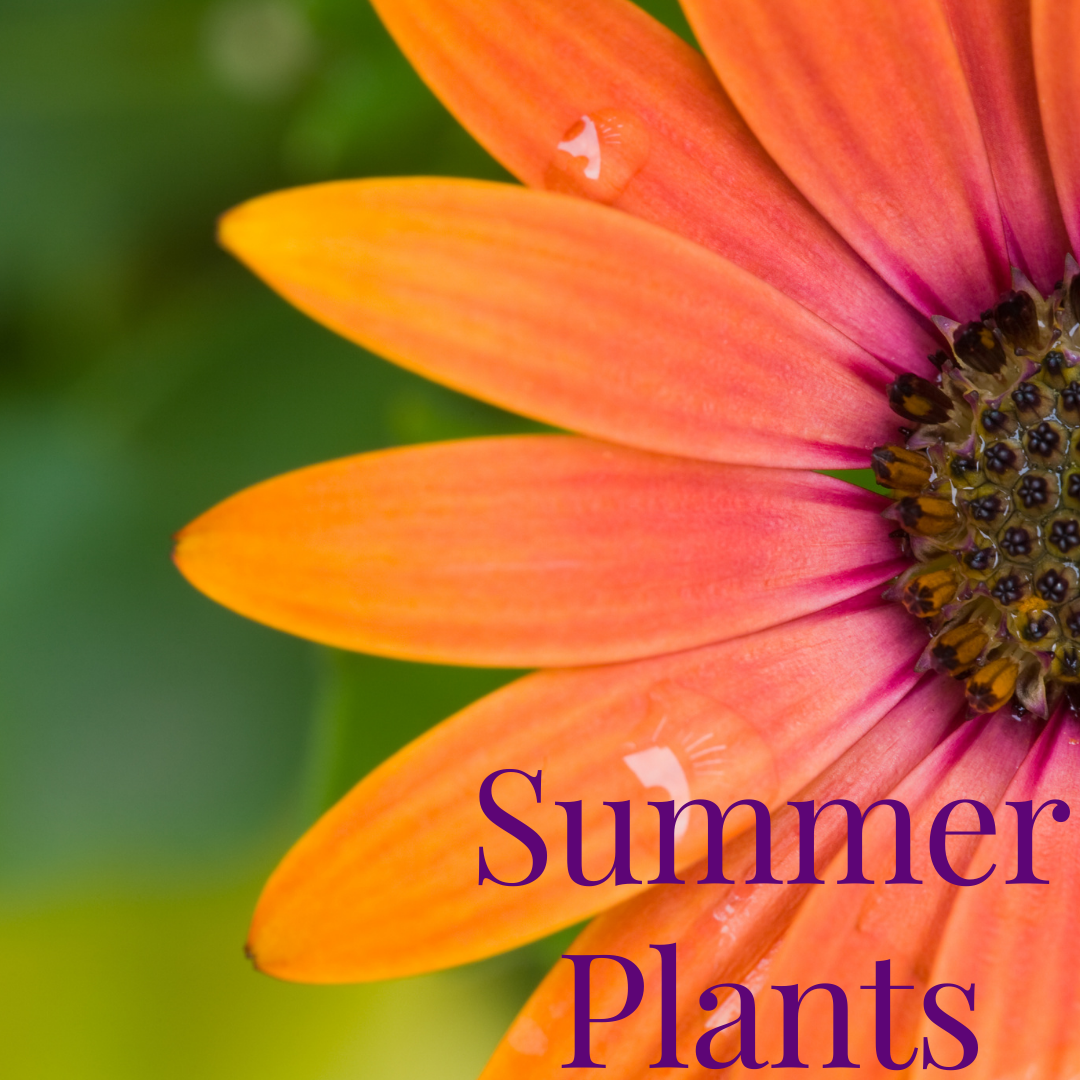 Summer Plants