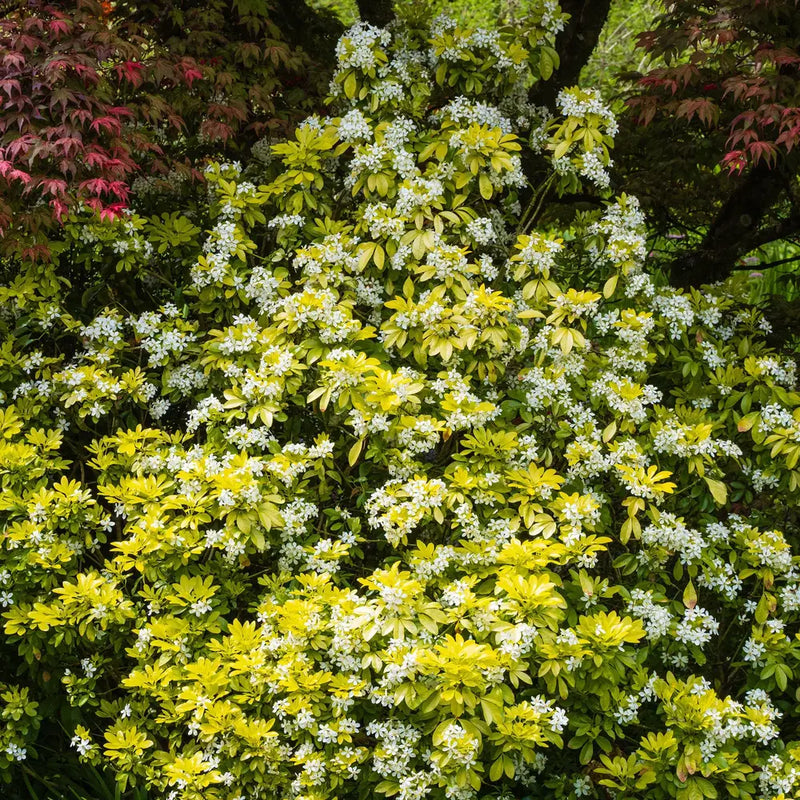 Choisya Sundance (Perennial, Summer, Autumn, Spring, Foliage)