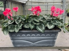 Seasonal Decorative Patio Trough with Cyclamen (Patio,Autumn, Christmas)