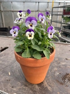 Terracotta Planted Patio Planter
