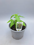 Chilli Pepper Basket of Fire, Starter plant (summer)