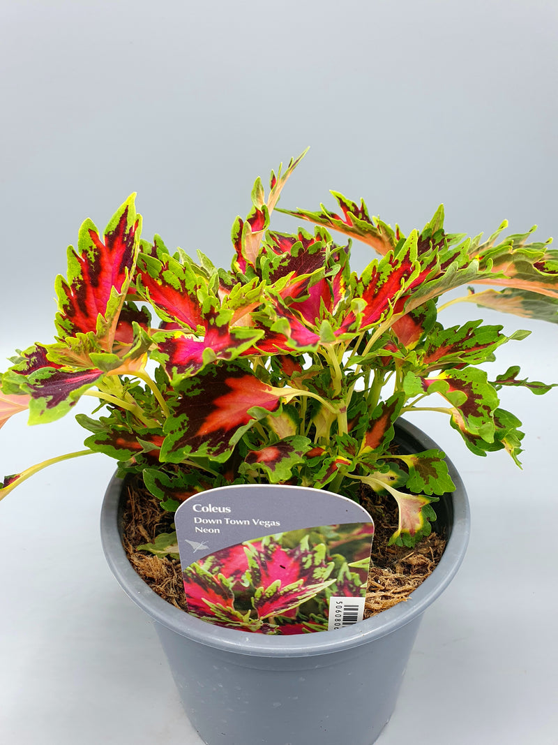1L Coleus (Summer, foliage)