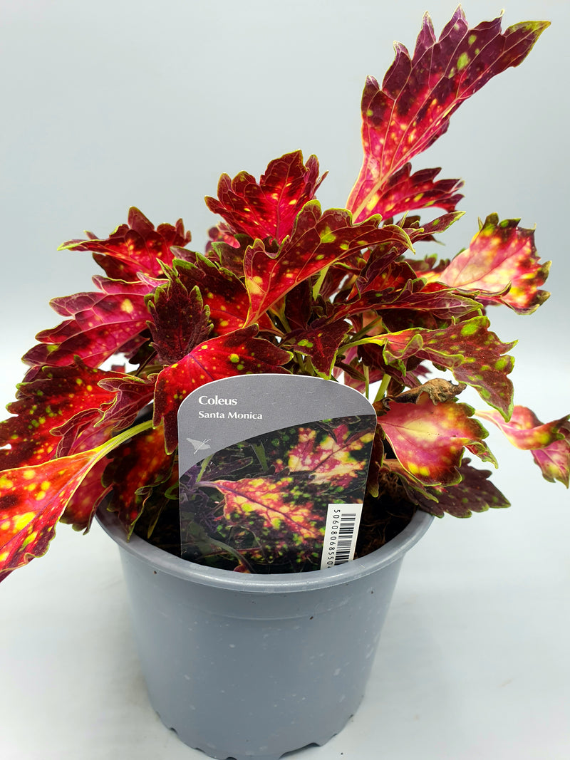1L Coleus (Summer, foliage)