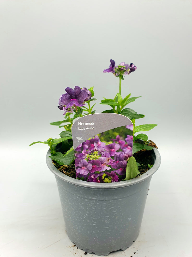 1L Nemesia (Spring, Summer)
