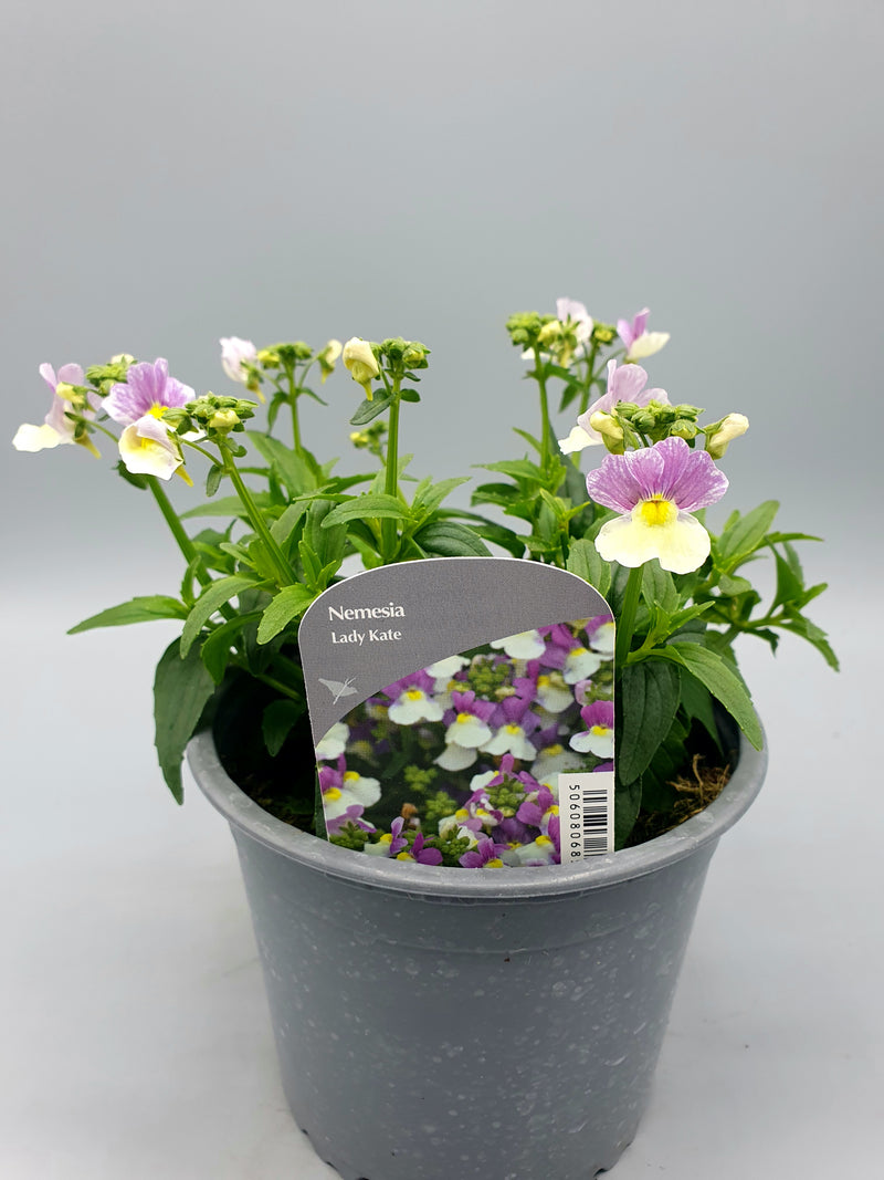 1L Nemesia (Spring, Summer)