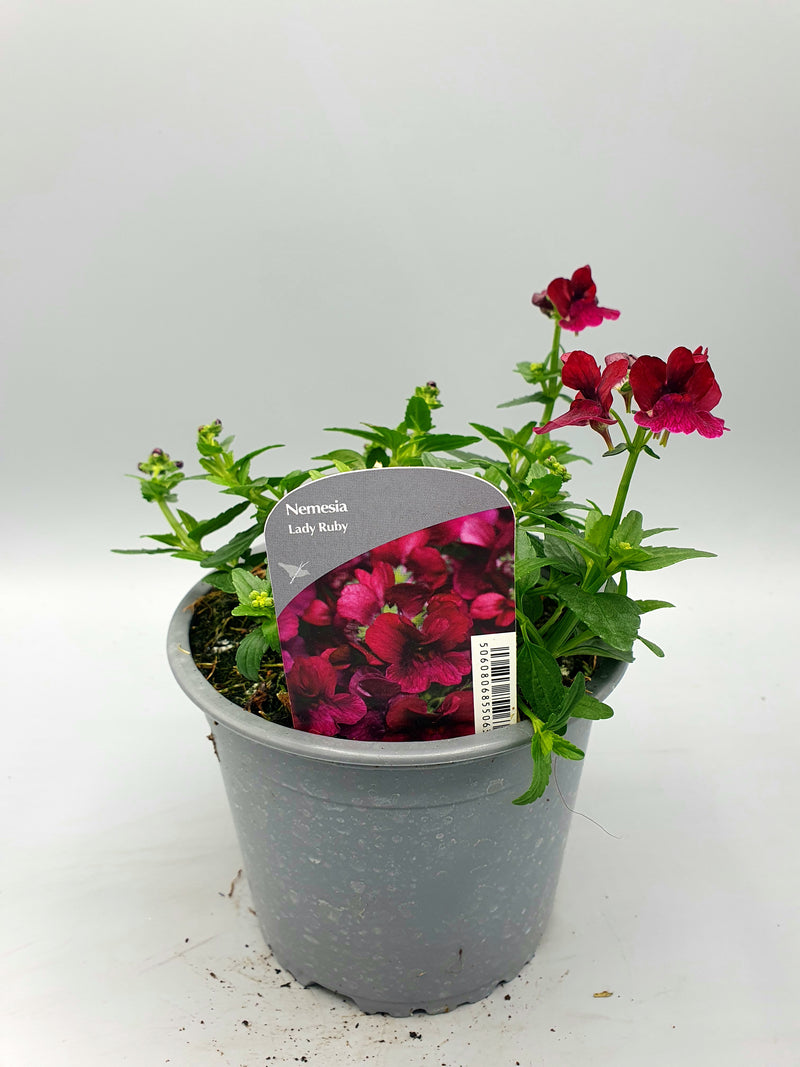 1L Nemesia (Spring, Summer)