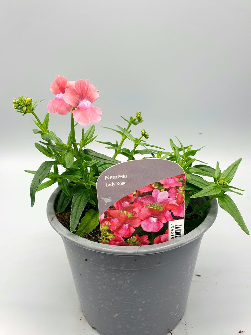 1L Nemesia (Spring, Summer)