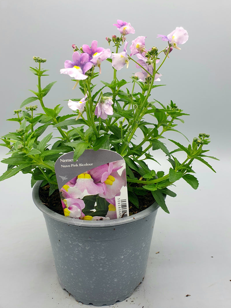 1L Nemesia (Spring, Summer)