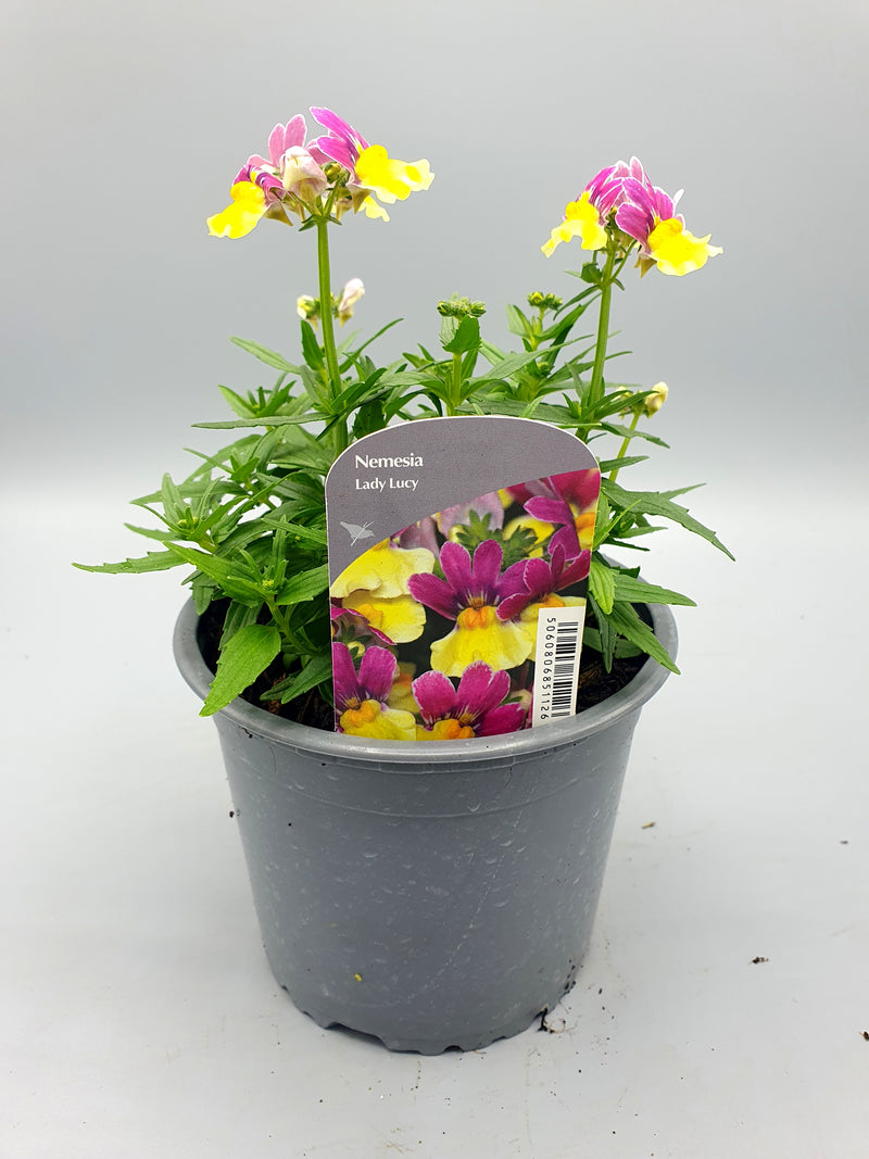 1L Nemesia (Spring, Summer)