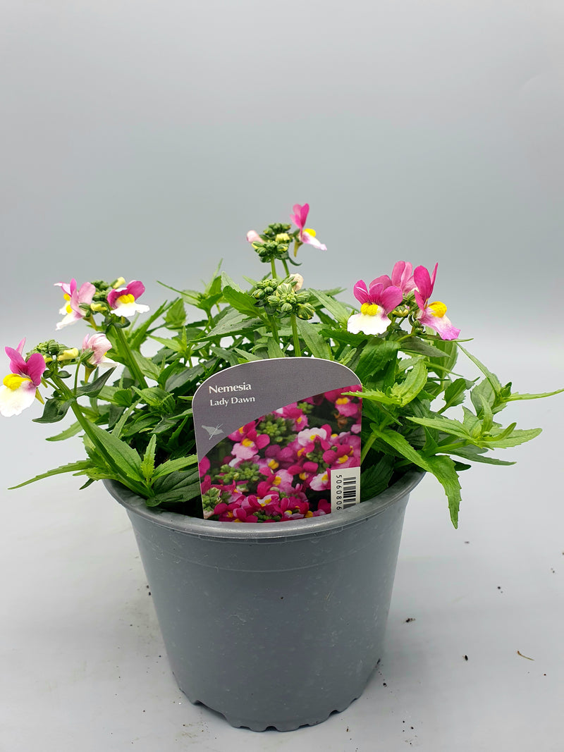 1L Nemesia (Spring, Summer)