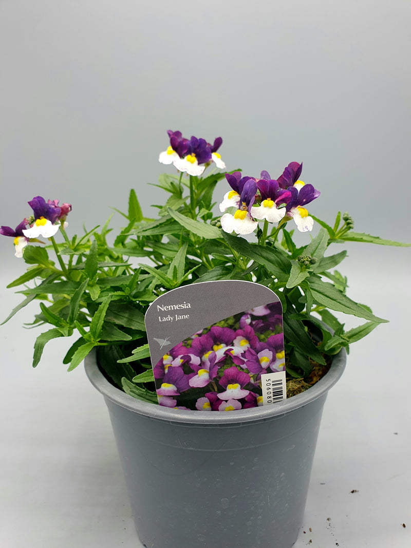 1L Nemesia (Spring, Summer)