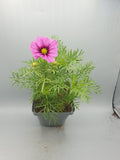 2L Cosmos (Summer, CLICK PHOTO TO SEE MORE COLOURS)