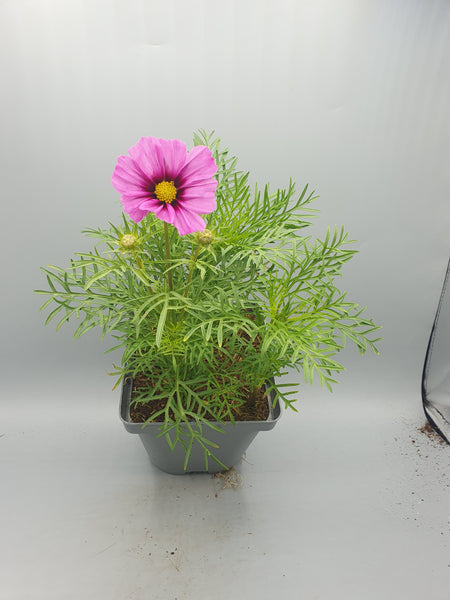 2L Cosmos (Summer, CLICK PHOTO TO SEE MORE COLOURS)