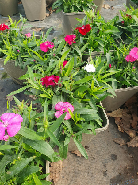 2L Dianthus (Summer, Autumn, Spring, 3 plants in each pot)