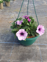 Seasonal Summer Hanging Basket with Petunia