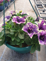 Seasonal Summer Hanging Basket with Petunia