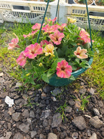 Seasonal Summer Hanging Basket with Petunia