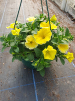 Seasonal Summer Hanging Basket with Petunia