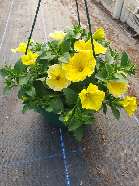 Seasonal Summer Hanging Basket with Petunia